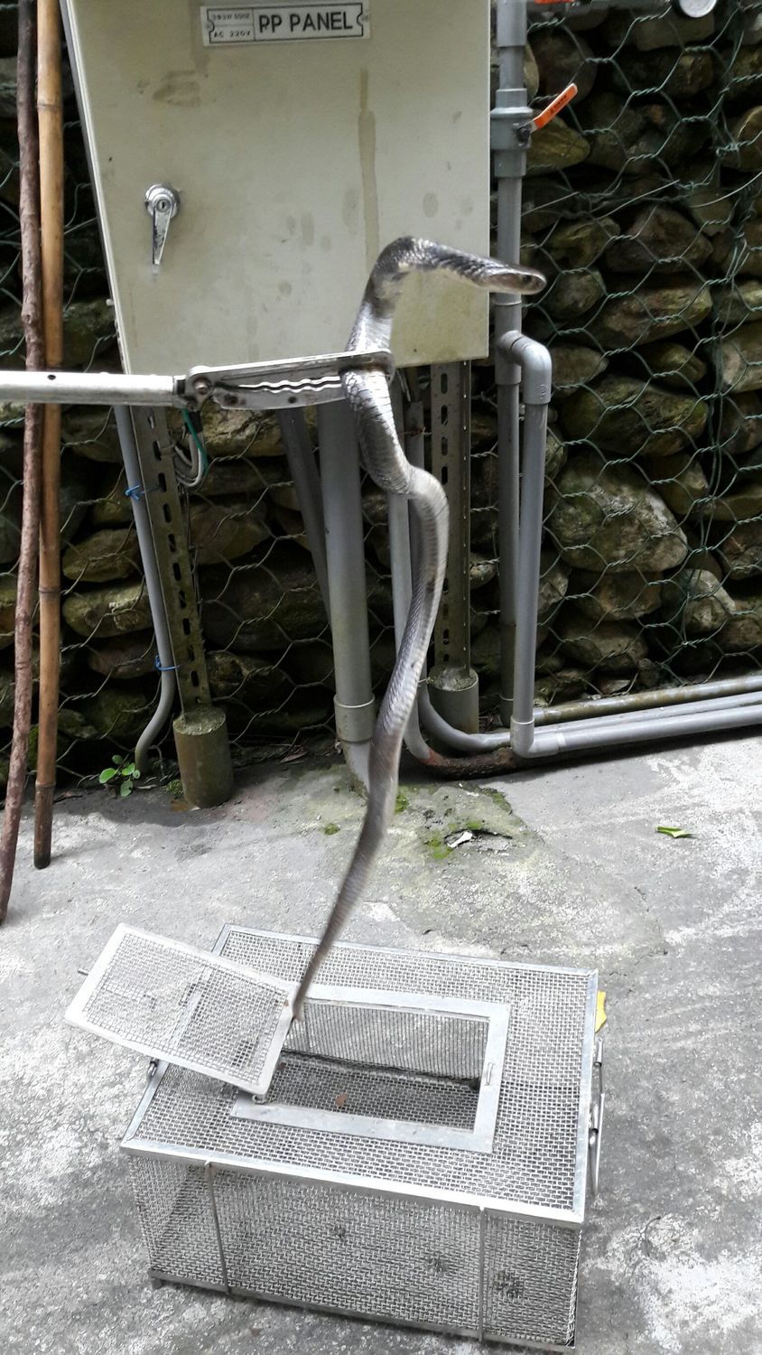消防隊員以捕蛇夾捉到眼鏡蛇（約90公分）。 圖 : 屏東縣消防隊/提供