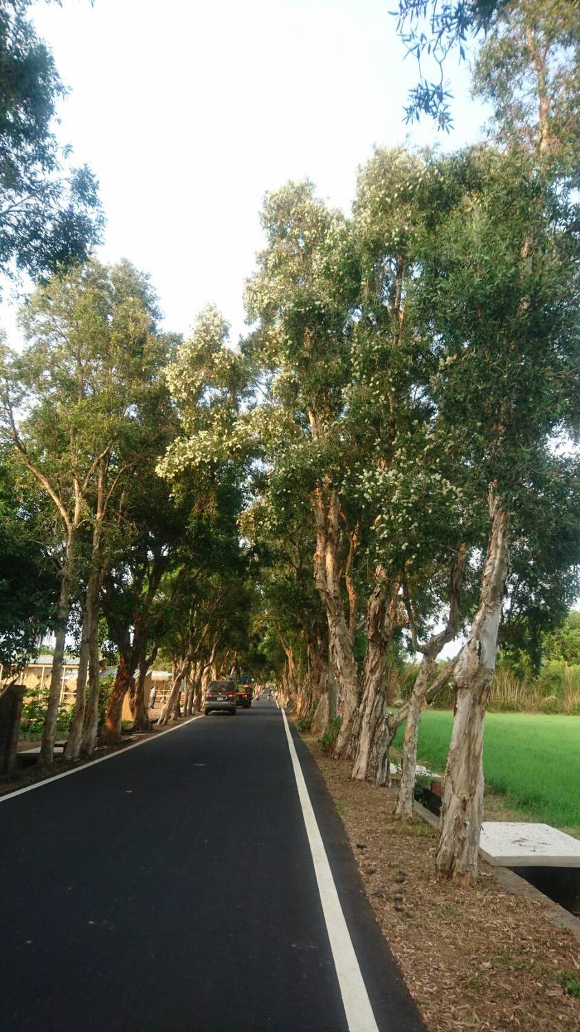 今年桃園地景藝術節的主場地觀音廣福社區的白千層大道，白千層花正盛。 圖:桃園市政府提供