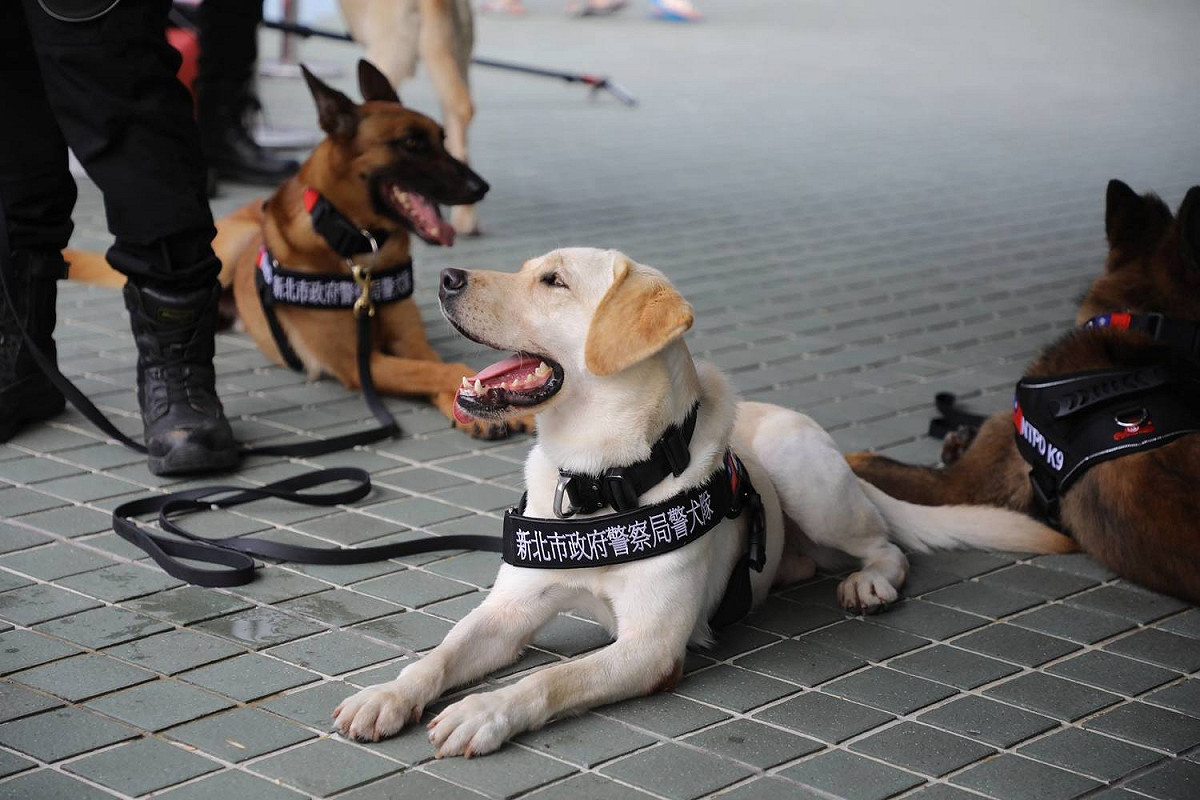 警犬們在休息時間都會趴在地上，領犬員也沒忘了及時給狗狗們補充水分，讓警犬們都能在健康的狀態下執行任務。 圖：翻攝自新北市政府警察局 警犬隊 NTPD K-9 UnitFB粉絲專頁