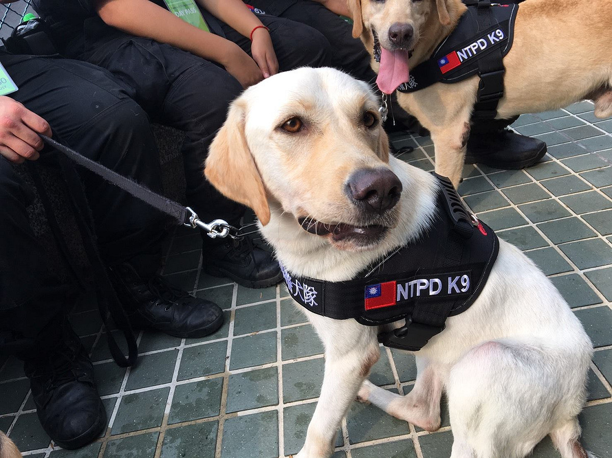 新北市警察局派出「警犬隊」參與維安作業，每隻狗狗都換上繡有台灣國旗的工作胸背。 圖：翻攝自新北市政府警察局 警犬隊 NTPD K-9 UnitFB粉絲專頁