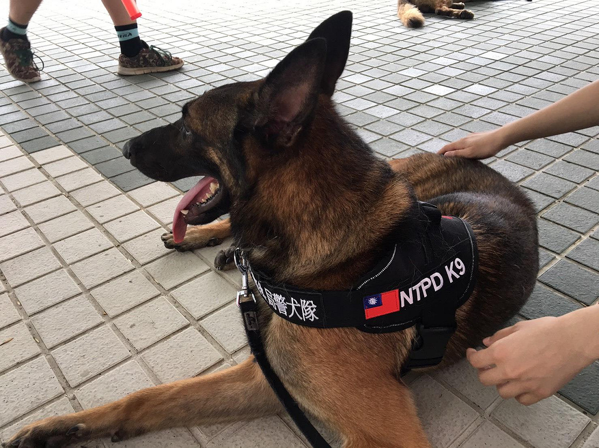 警犬們在休息時間都會趴在地上，領犬員也沒忘了及時給狗狗們補充水分，讓警犬們都能在健康的狀態下執行任務。 圖：翻攝自新北市政府警察局 警犬隊 NTPD K-9 UnitFB粉絲專頁