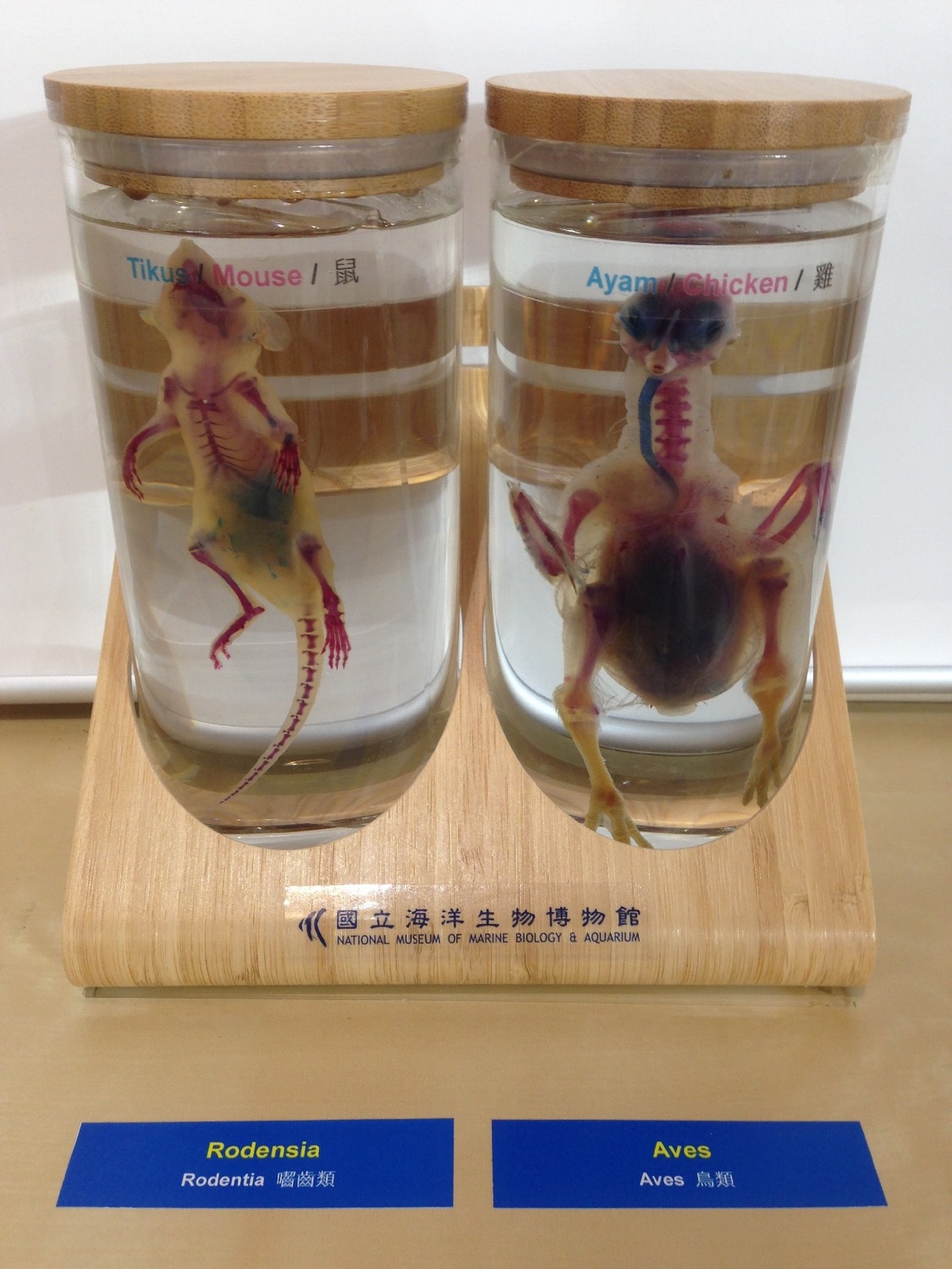 雞與老鼠的透明標本。 圖:張至維博士／提供