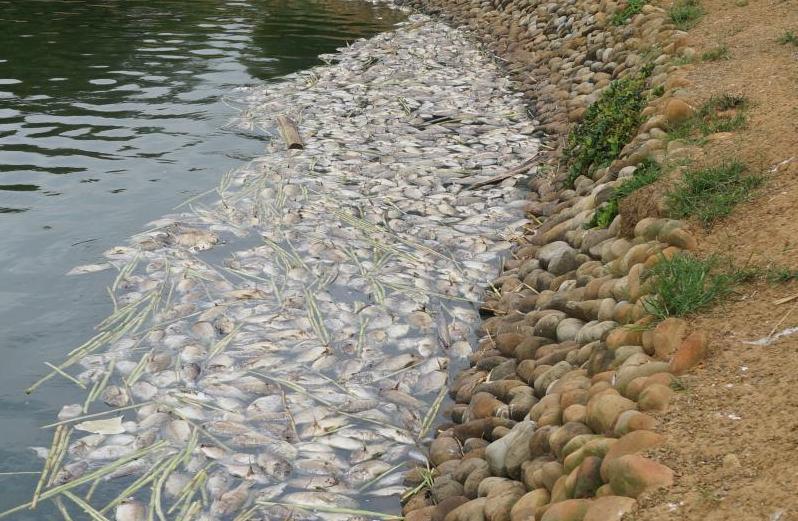 吳郭魚染湖泊病毒，現場可見大量吳郭魚死亡。 圖：行政院農委會