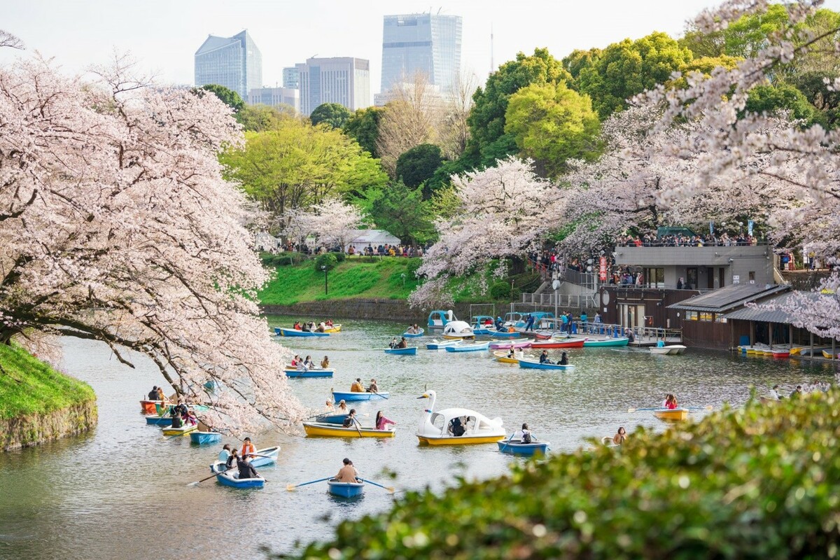 在千鳥之淵搭乘小船，近距離欣賞倒映於水面的櫻花美景，也體驗另一番賞櫻氛圍。 圖：一般社團法人 千代田區觀光協會／提供