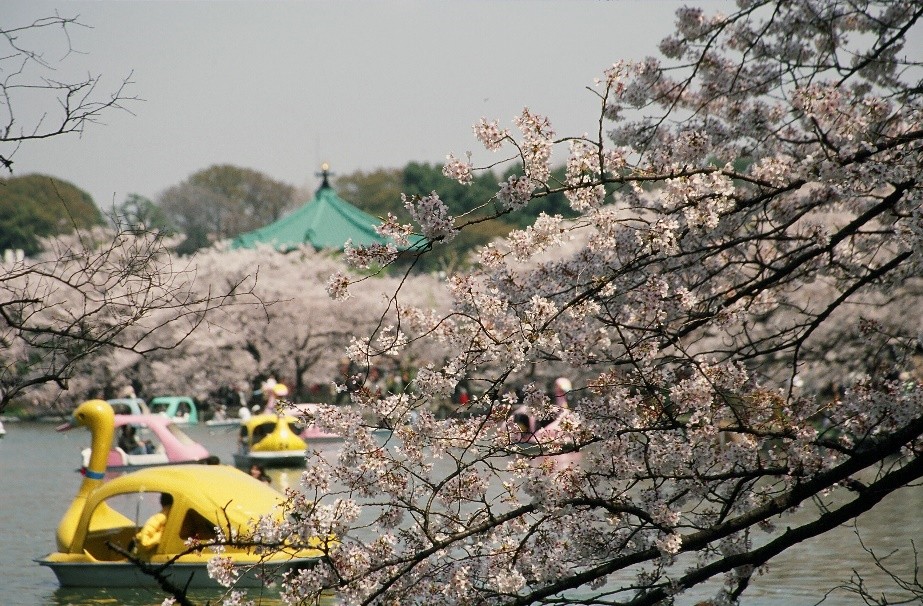 在上野公園乘船遊覽時可欣賞櫻花的不忍池。 圖：一般社團法人 上野觀光聯盟／提供