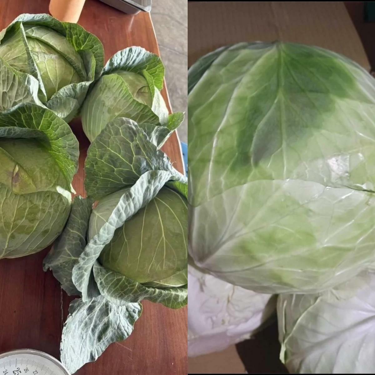 北農將於明（6）日首次將台灣高麗菜外銷日本市場，共計18噸硬種甘藍從高雄港啟航，預計3月10日抵達神戶港。 圖：北農提供 / 新頭殻合成