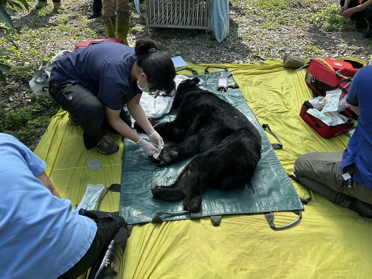 花蓮分署今晨捕獲達古阿里，並送至野灣動物醫院檢查評估。 圖：林保署花蓮分署／提供
