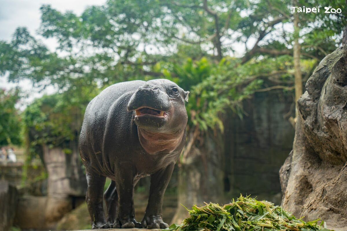 台北市立動物園表示，侏儒河馬「Thabo」，於昨(10)日清晨不幸離世。 圖：台北市立動物園／提供