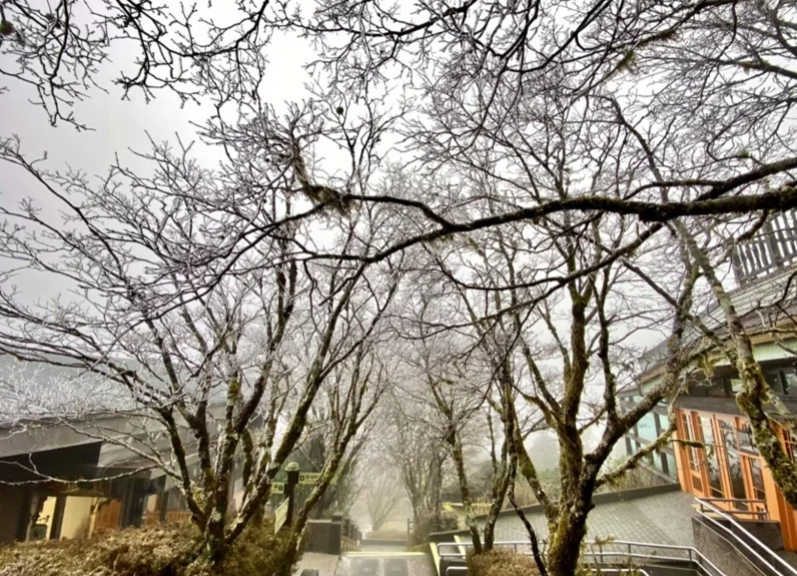 高海拔的太平山今晨低溫也下探0度以下，雖無降雪。不過今日清晨園區樹木出現雪白霧淞。 圖：太平山莊／提供