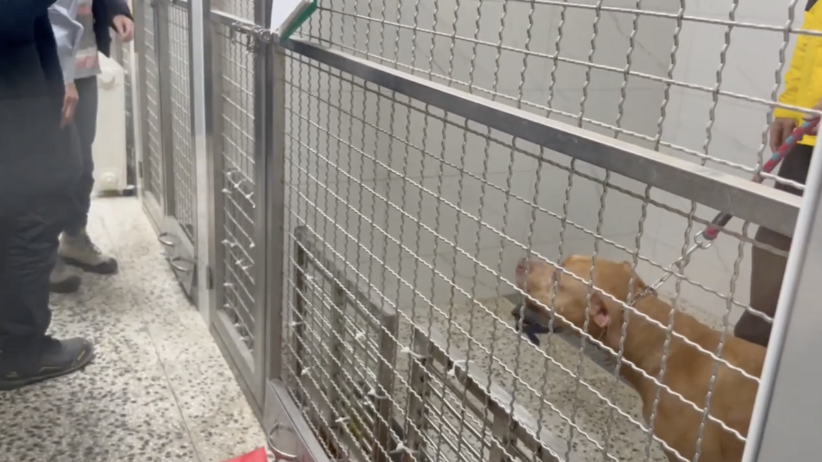 11天跳窗2次咬傷騎士的比特犬今天被北市動保處沒入安置。 圖：台北市動保處 / 提供