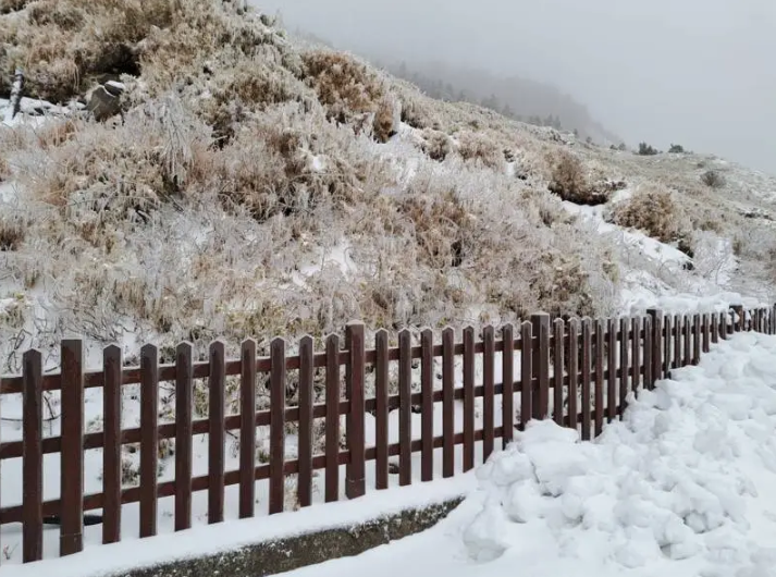 根據林業署南投分署指出，當地積雪已厚逾11.5公分。 圖：林業署南投分署／提供