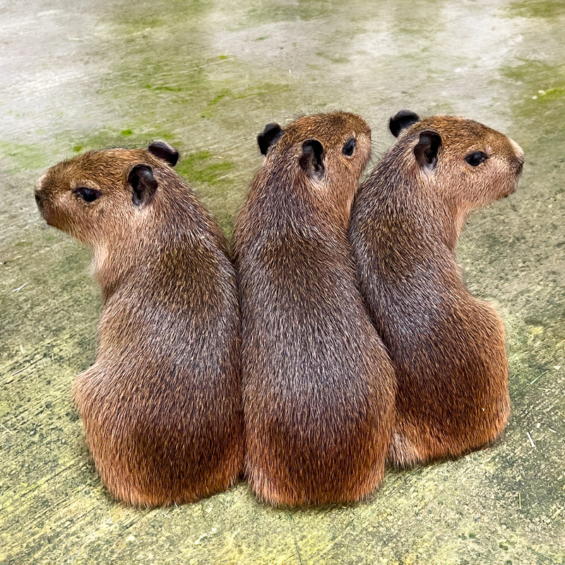 壽山動物園水豚三胞胎「莉馬」、「莉拉」及「莉松」徵求認養人。 圖：高雄市觀光局/提供