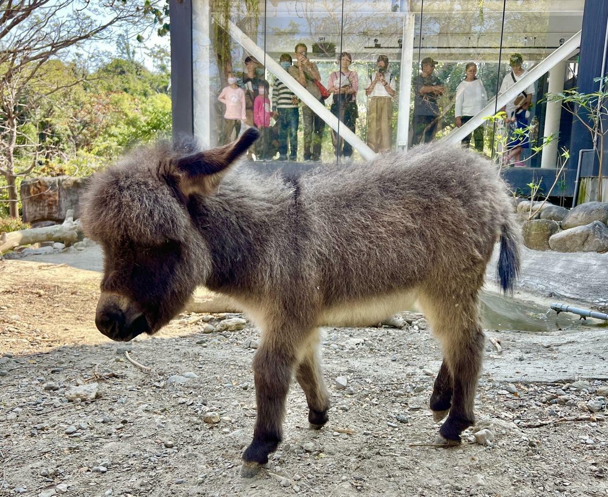 壽山動物園新生迷你驢「澎澎」徵求乾爹、乾媽。  圖：高雄市觀光局/提供
