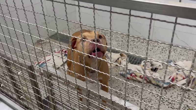 比特犬Lucky本月兩度跳窗咬傷騎士被沒入，飼主已繳20萬罰款，但Lucky在收容所食慾不佳無人願領養。 圖：台北動保處／提供