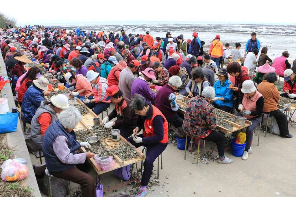 去年石蚵文化季的「千人剝蚵」挑戰剝了超過6噸蚵仔，成為石蚵文化季一大看點。 圖：金門鄉公所／提供