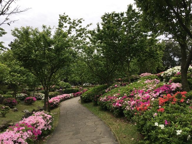 台北市公園街道正迎來杜鵑花開高峰(拍攝於陽明公園)。 圖：台北市政府工務局公園路燈工程管理處／提供