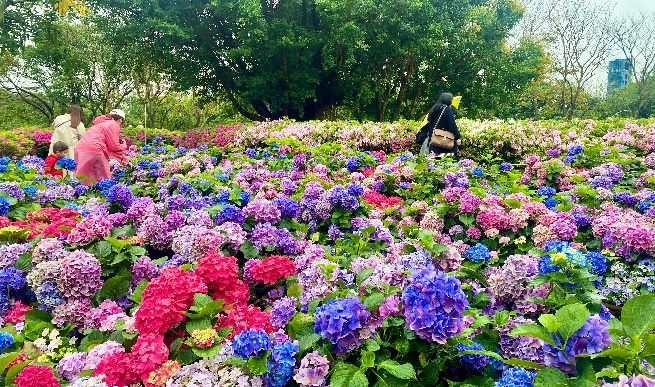 大安森林公園園區除杜鵑花外，還精心佈置醉蝶花、繡球花及四季草花交織綻放，營造繽紛春日景緻。 圖：台北市政府工務局公園路燈工程管理處／提供
