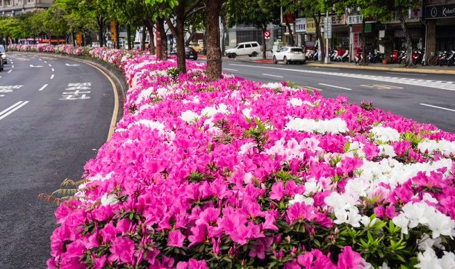 中華路花況。 圖：台北市政府工務局公園路燈工程管理處／提供