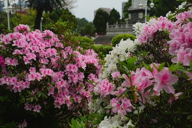 北市多處街道正迎來杜鵑花開高峰(拍攝於介壽公園)。 圖：台北市政府工務局公園路燈工程管理處／提供