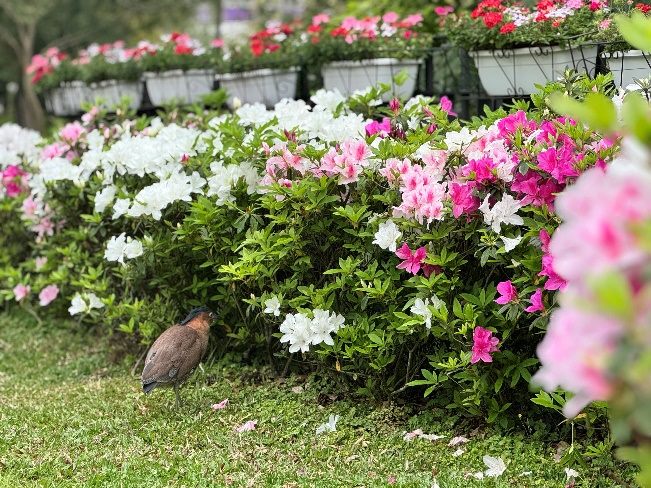 大安森林公園。 圖：台北市政府工務局公園路燈工程管理處／提供