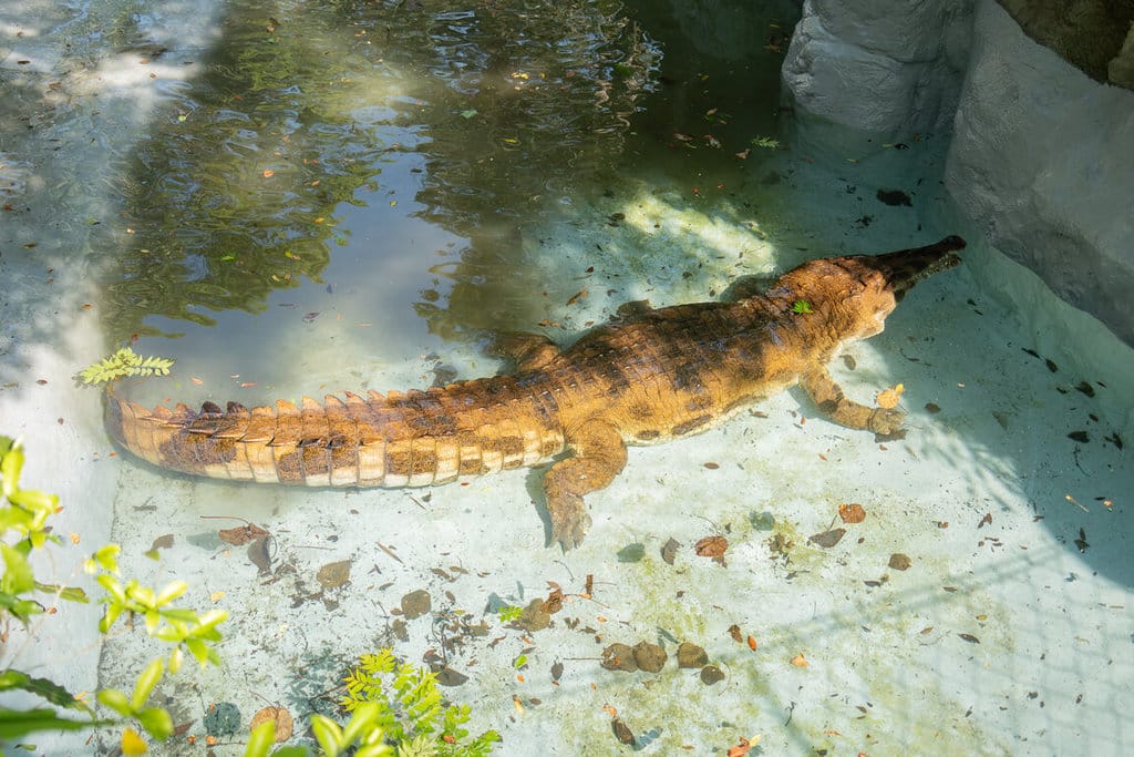 台北市立動物園25日安排馬來長吻鱷「酷龍」搬入熱帶雨林區全新完工的活動場，過程中趁勢替牠採血及量測體長、體重，發現牠的體重達到720公斤，創下春季最高紀錄。（台北市立動物園提供）中央社記者陳昱婷傳真 114年3月26日