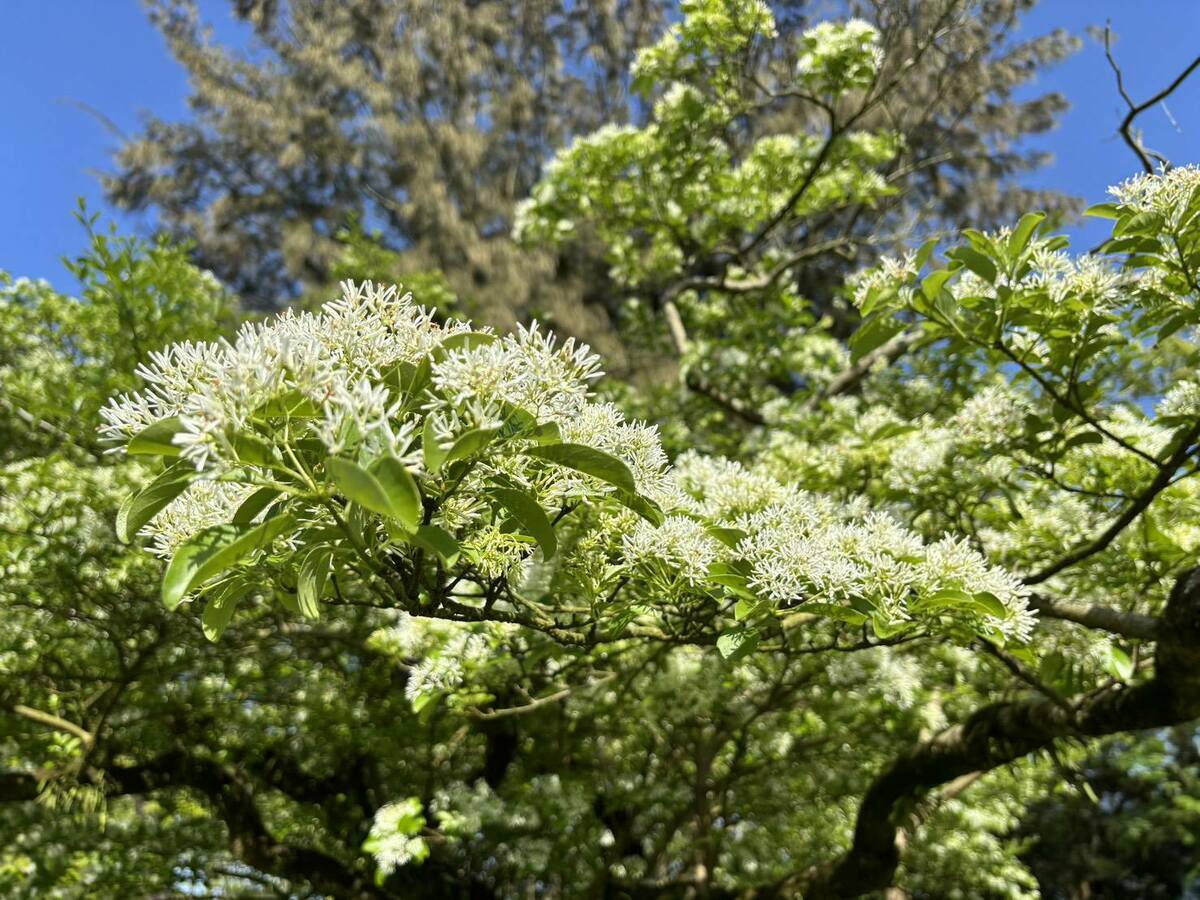 位在桃園市龍潭區的「十一份」園區內種植近百棵的流蘇樹，近期正值開花季節。 圖：翻攝「好漾北水」臉書粉絲專頁