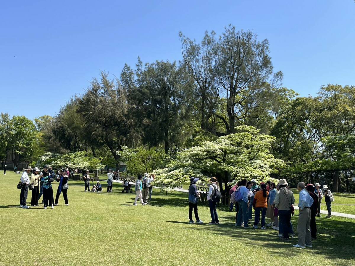 舊稱「石管局」的「十一份」園區內種植近百棵流蘇樹陸續開花。 圖：翻攝「好漾北水」臉書粉絲專頁