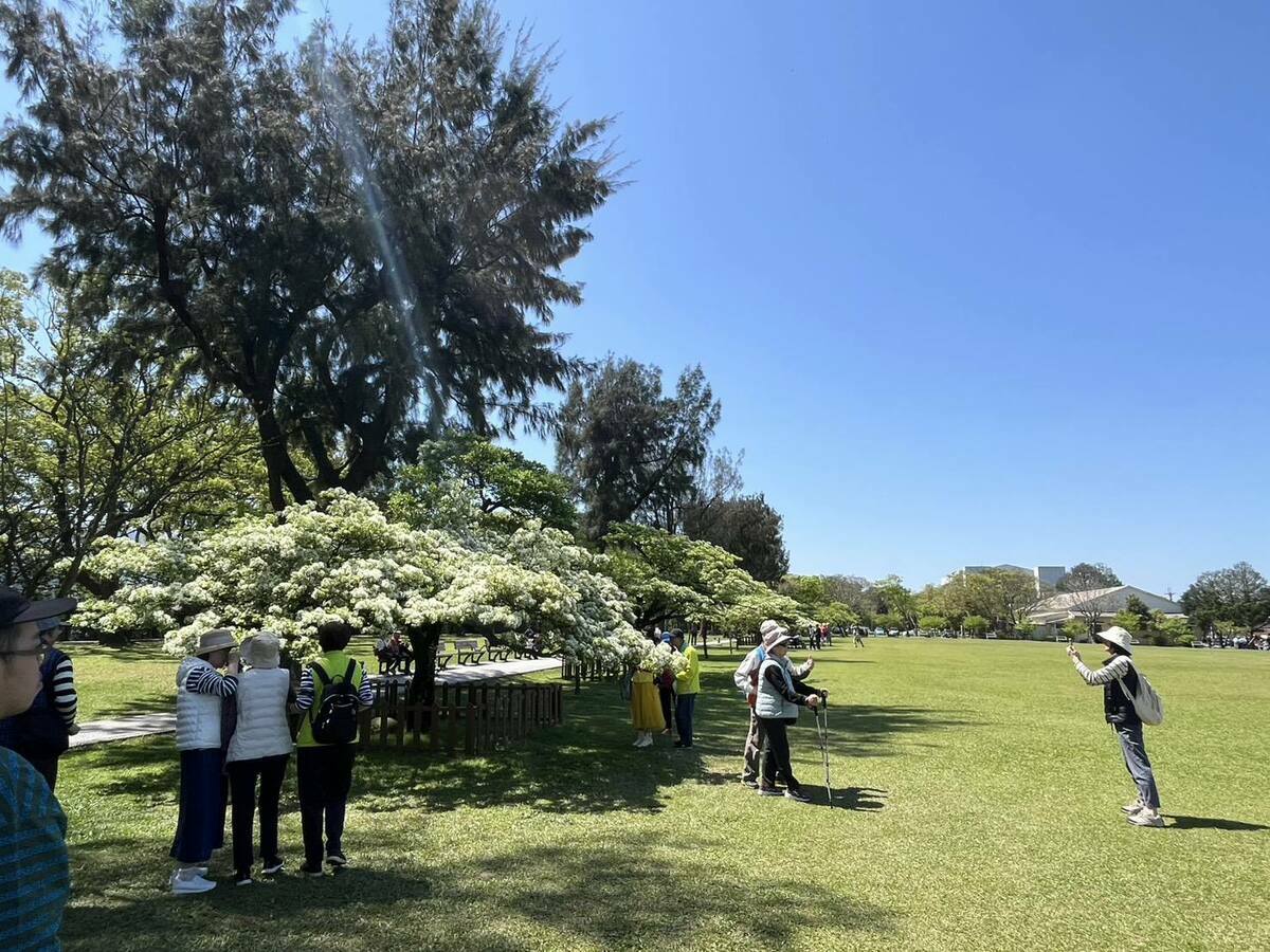 「十一份」園區內流蘇花盛開，吸引不少民眾到此賞花。 圖：翻攝「好漾北水」臉書粉絲專頁