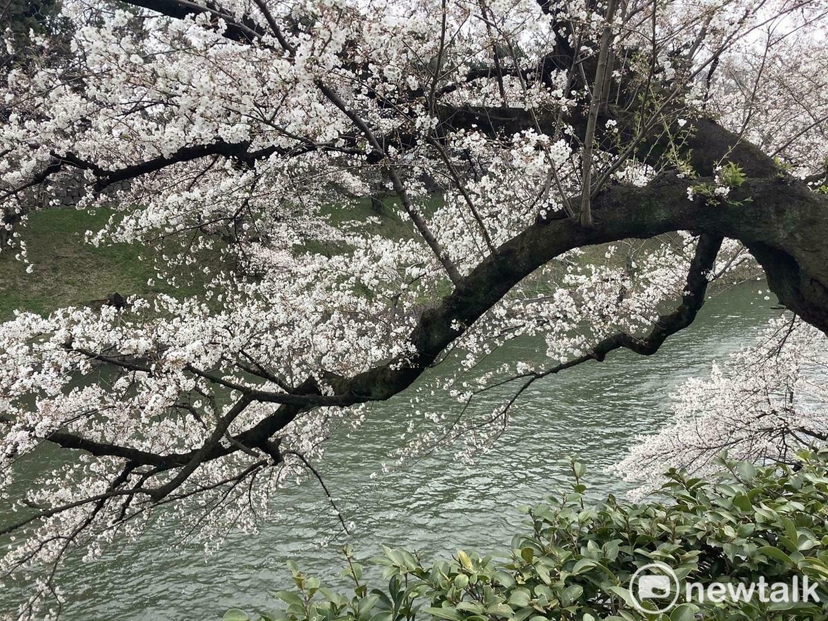 染井吉野櫻瞬間滿開瞬間花吹雪，讓人讚嘆、感嘆，圖為千鳥淵的染井吉野。 圖：劉黎兒攝