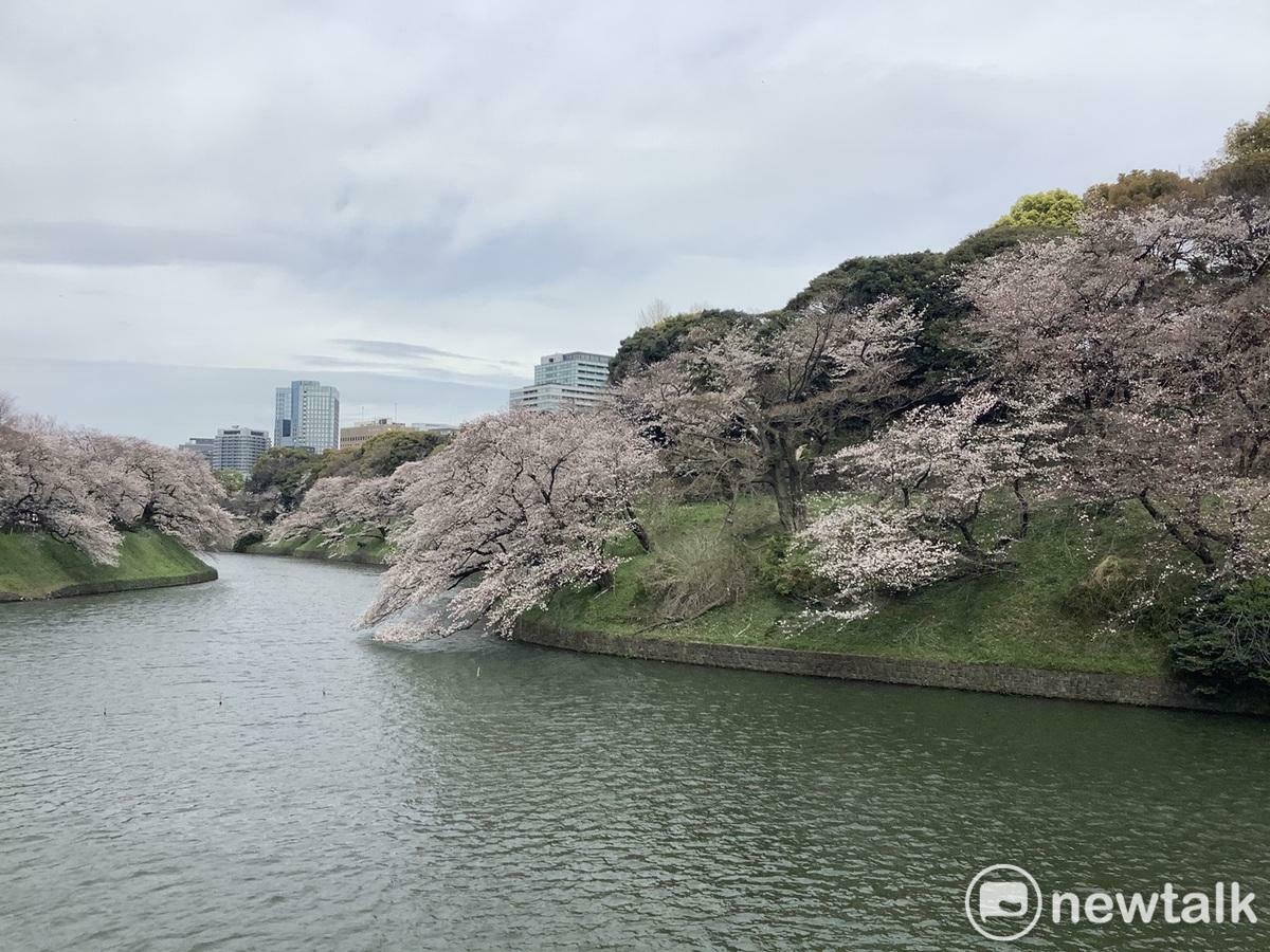 染井吉野櫻瞬間滿開瞬間花吹雪，讓人讚嘆、感嘆，圖為千鳥淵的染井吉野。 圖：劉黎兒攝