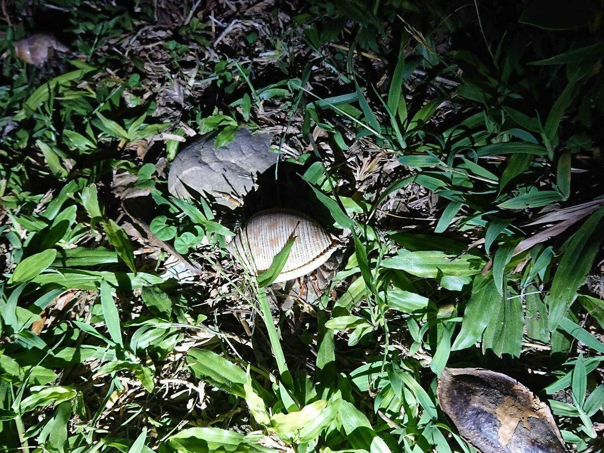 夜間觀察寄巨蟹 圖：東管處提供