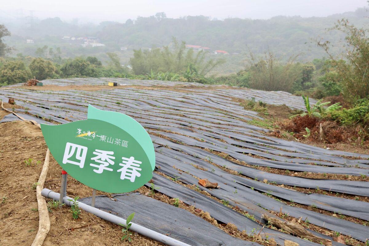 目前園區主要規劃栽種「四季春」及「臺茶18號」兩大品種，並採用「友善耕作」的方式來種植，避免使用過多化學農藥與過度施肥，希望以最天然的方式栽培出好茶，讓消費者安心 也讓土地長久生生不息。 圖：台南市政府提供