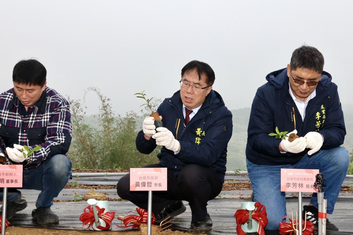 知名手搖飲「茶之魔手」在農業部茶及飲料作物改良場協助下，於臺南市東山區找到適合種植茶葉地點並建置自有茶葉產區，今日舉行啟用典禮，臺南市長黃偉哲、農業部茶改場場長蘇宗振等人參與園區啟用剪綵及茶苗種植儀式。黃偉哲感謝「茶之魔手」董事長王賢明選擇投資臺南，期待共同為未來臺南的茶業發展開創另一個春天。 圖：台南市政府提供