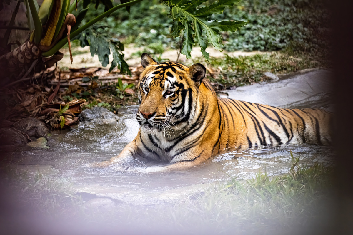 從六福村借展園區來的孟加拉虎「小紅」已融入壽山動物園大家庭。 圖：高雄市觀光局/提供