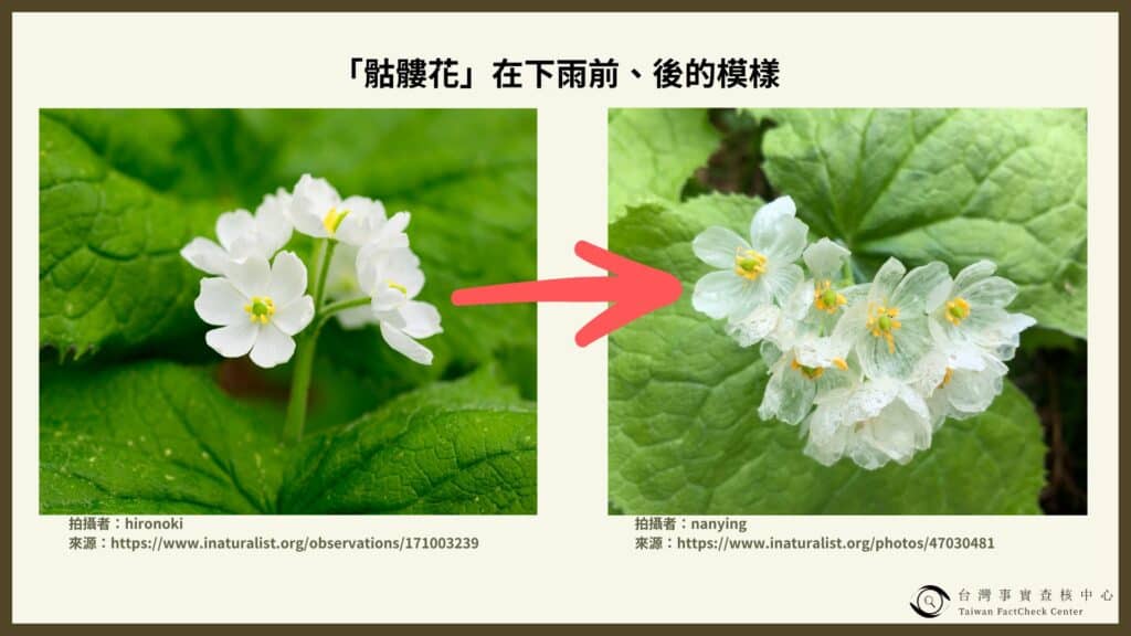 骷髏花的花瓣細胞排列鬆散，降雨時，雨水便會透過花瓣細胞間的孔隙進入花瓣中，使花瓣逐漸變得透明，只剩下花瓣的脈絡清晰可見。 圖：事實查核中心／提供