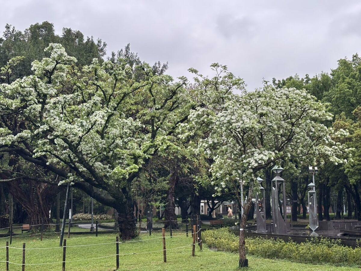 二二八公園的流蘇盛放中。 圖：台北市公園處／提供