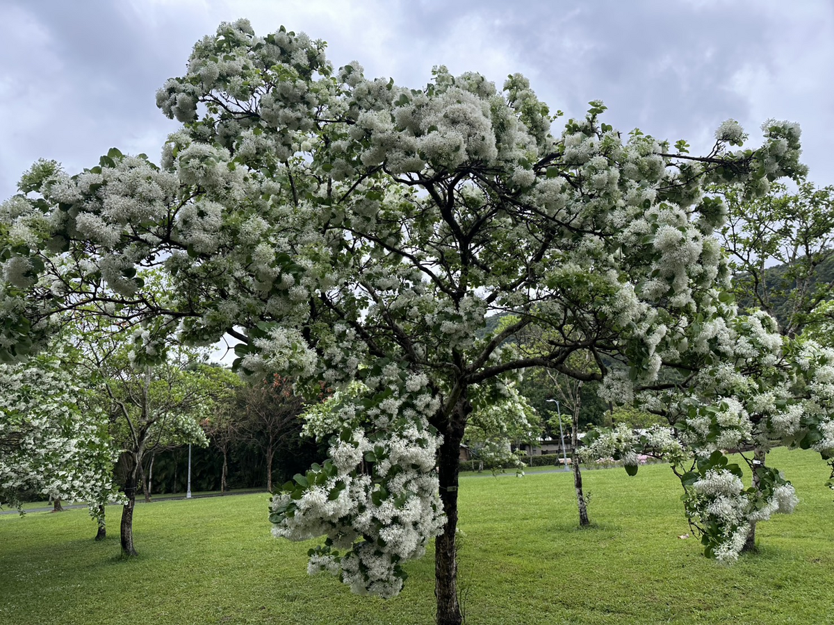 南港公園內的流蘇。 圖：台北市公園處／提供