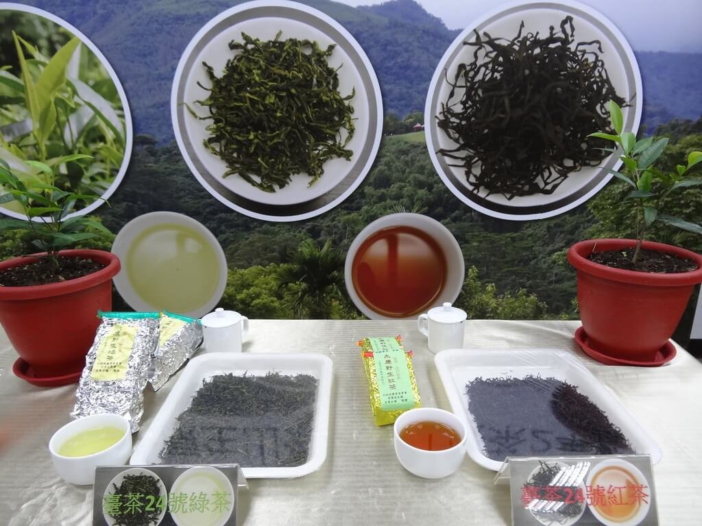 美國宣布對台灣課徵32%關稅，衝擊產業。台灣區製茶工業同業公會7日表示，還在擔憂農藥檢驗新方法恐有影響，如今又逢對等關稅衝擊，目前仍在觀察中，盼雙邊談判能有好結果。 圖：農委會茶改場提供