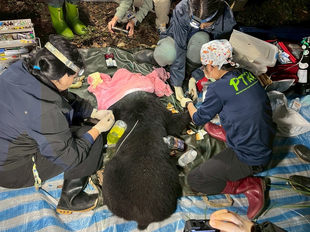 高雄市梅山部落族人昨日通報，台灣黑熊受困於陷阱中。 圖：林保署屏東分署／提供