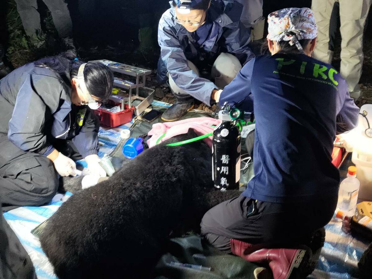 該案成為高雄首個成功救援野放台灣黑熊案例。 圖：林保署屏東分署／提供