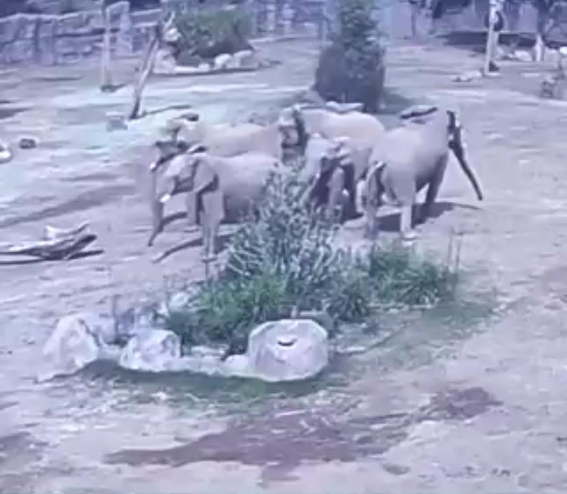 加州地震發生時，動物園大象圍出「警戒圈」保護幼象。 圖：翻攝自 ABC news