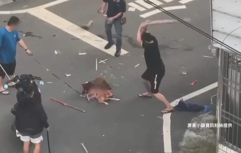 屏東縣內埔鄉14日傍晚發生比特犬撲咬柴犬事件。 圖：屏東小鎮資訊臉書