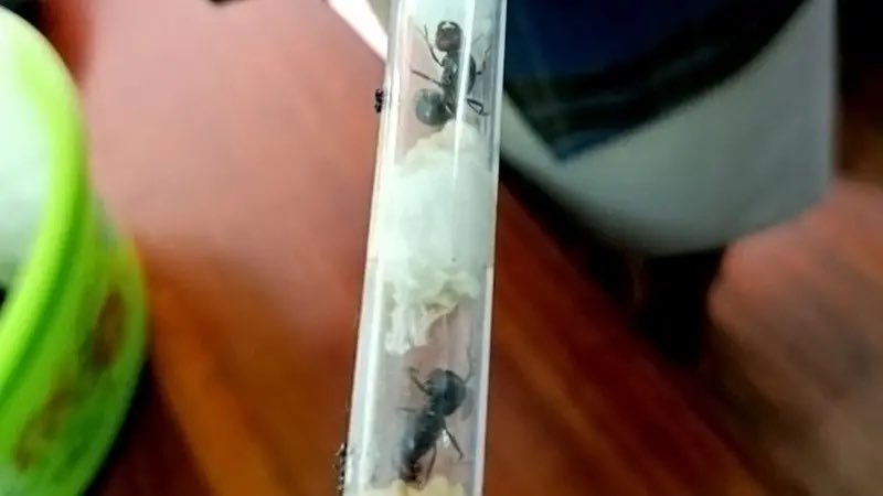 2 名比利時青少年周二被指控犯有野生動物盜竊罪，此前他們被發現攜帶數千隻裝在試管中的螞蟻。 圖：翻攝自  Wolf Brief X 帳號