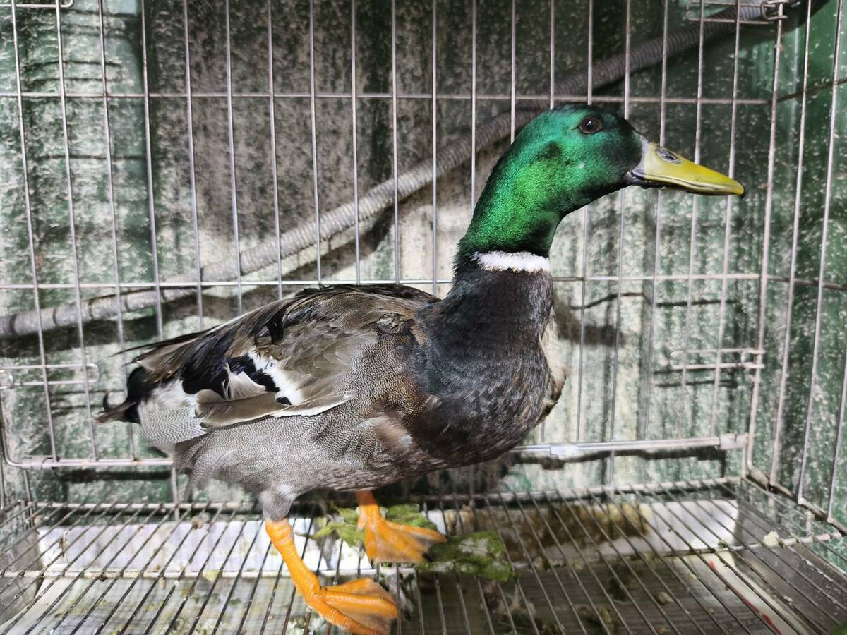 綠頭鴨頭部羽毛有墨綠色金屬光澤為名稱由來。 圖：新北市政府動物保護防疫處提供