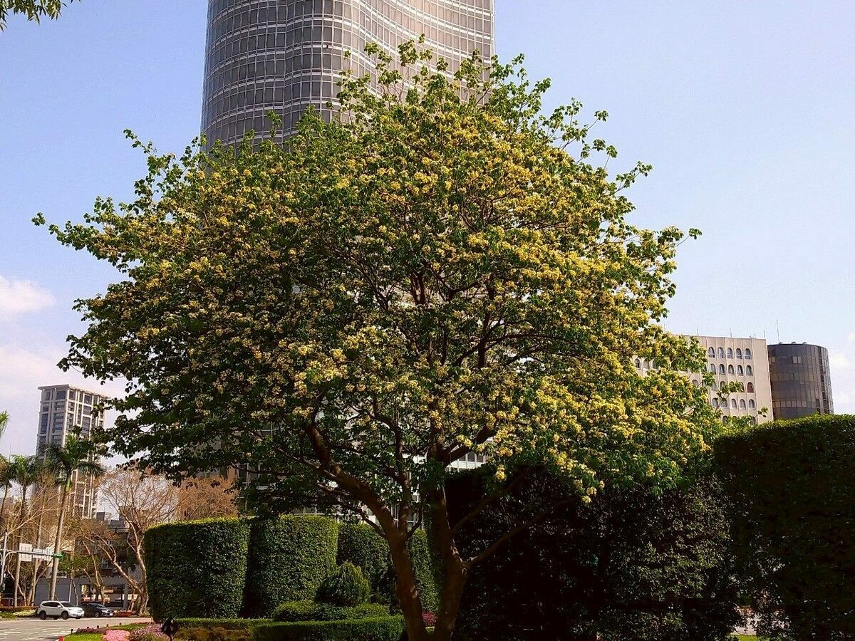 北市加羅林魚木霸氣開花。 圖：翻攝自台北市立公園處官網