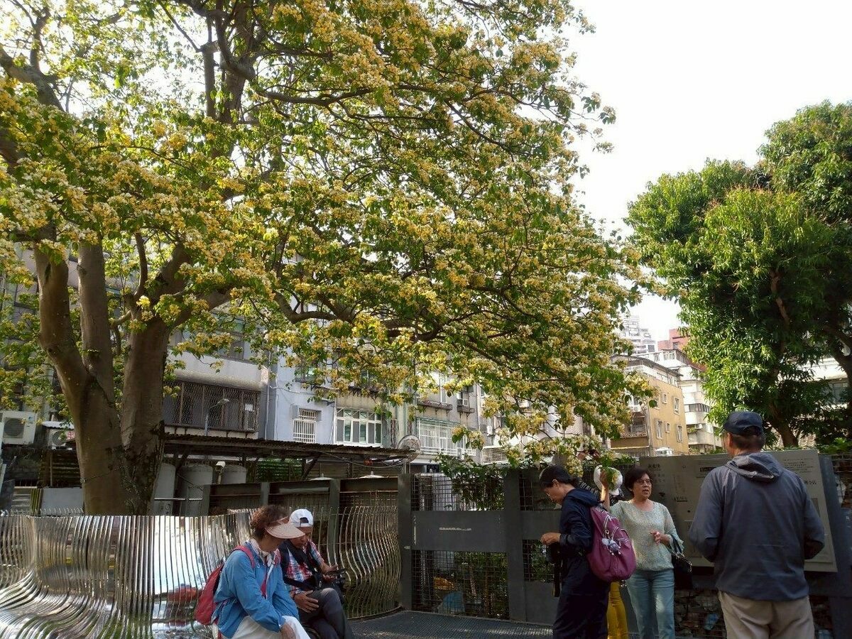 加羅林漁木。 圖：翻攝自台北市立公園處官網