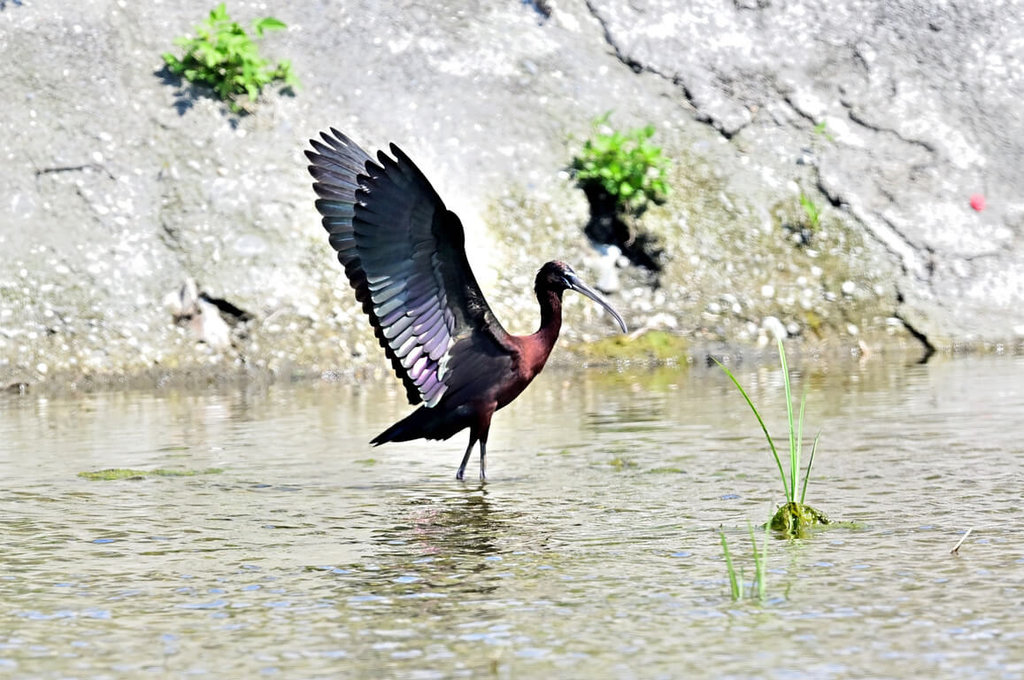 台東歐姓鳥友近日在知本魚塭周邊發現一隻罕見大鳥彩䴉，他表示，彩䴉過去被歸類稀有迷鳥，相當罕見，「有如中大獎的感覺」。（台東鳥友提供）中央社記者盧太城台東傳真 114年4月22日