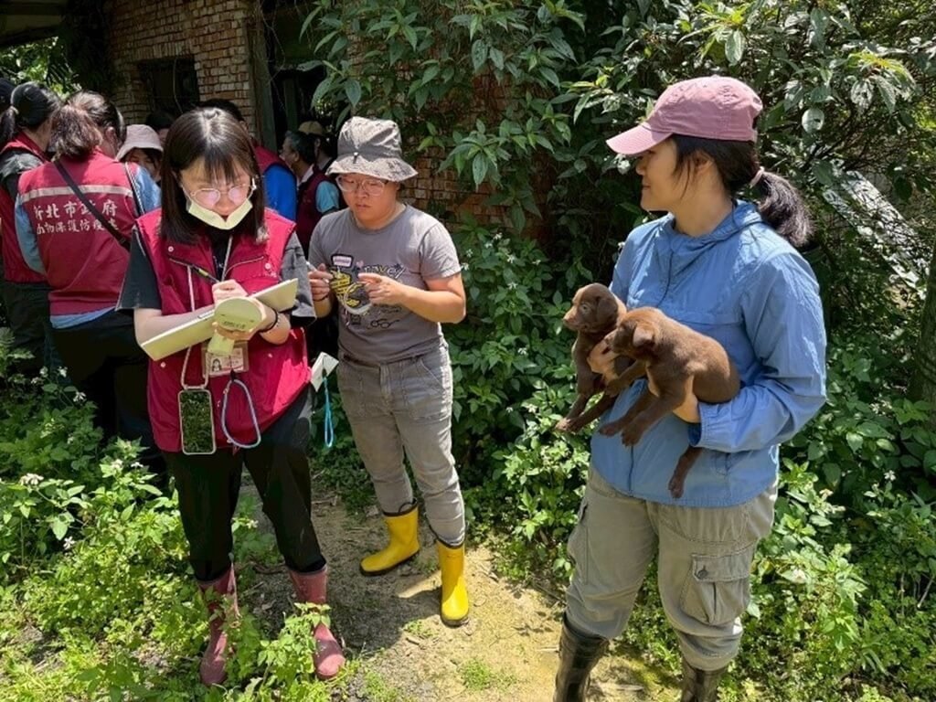 新北市動保處22日表示，近日依檢舉線索查獲民眾在新店山區非法經營高砂犬繁殖場，依法重罰新台幣116萬8000元罰鍰。 圖：新北市動保處／提供，中央社記者王鴻國傳真