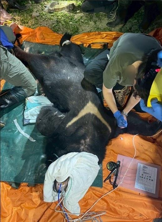 卓溪入侵黑熊再度掠食犬隻 ，巡護隊員險遭攻擊防衛擊槍，黑熊緊急送醫仍不幸身亡。 圖：林業保育署／提供