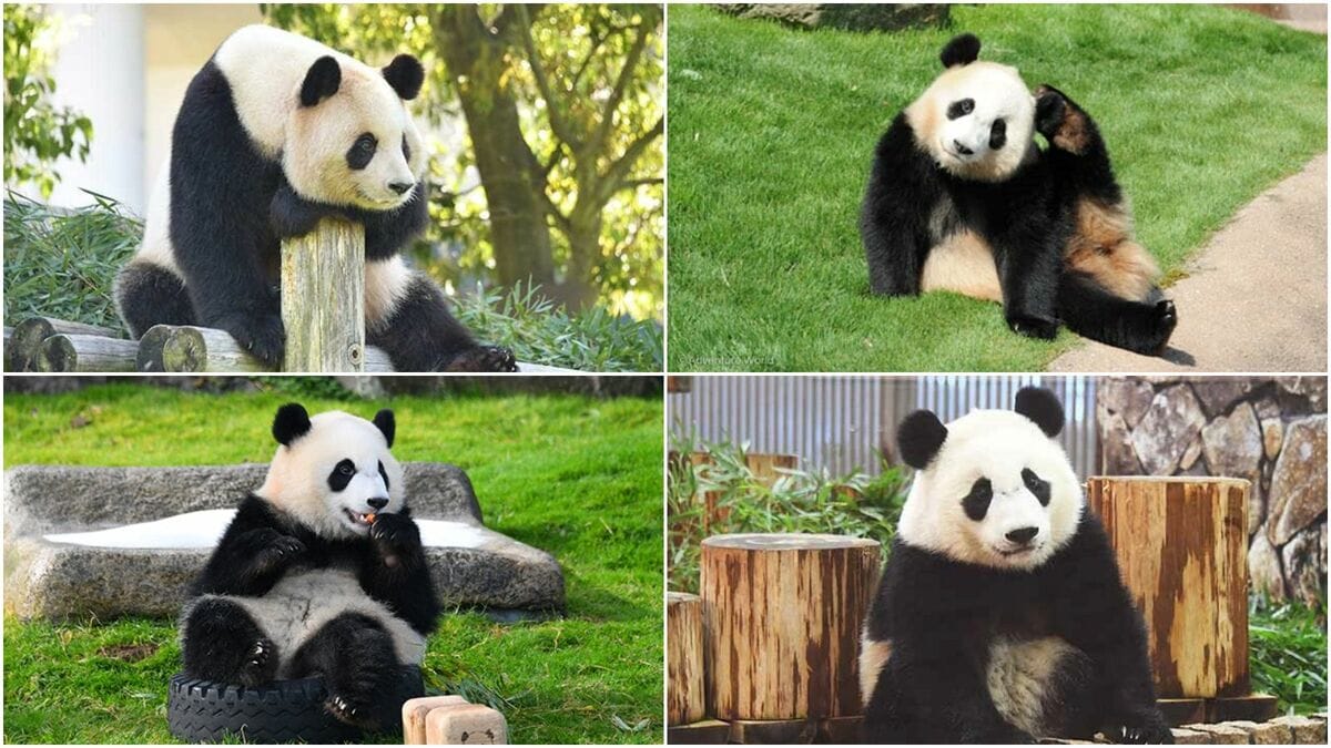 大貓熊良濱（上左）、結濱（上右）、彩濱（下左）、楓濱（下右）全都將歸還中國。（翻攝冒險大世界遊樂園官網）